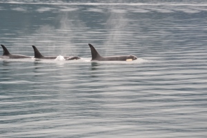pod of orcas